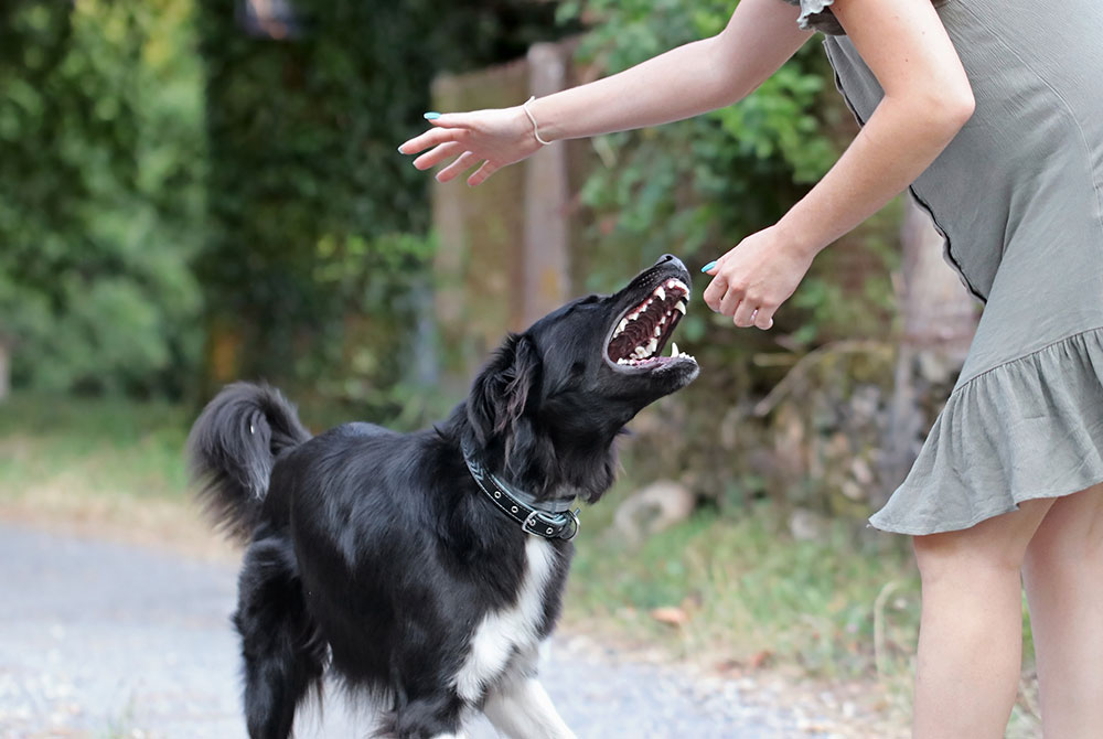 Dog Bite Injury